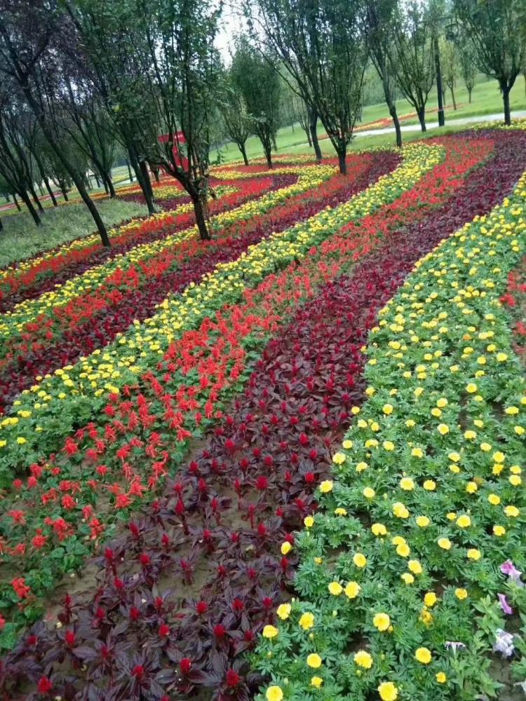 馬鞭草花海供應(yīng)商