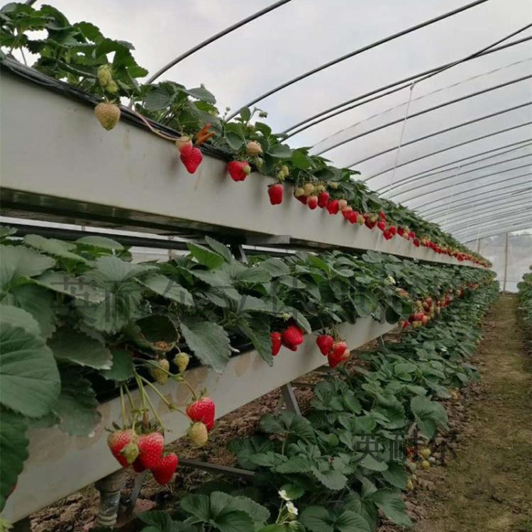 草莓種植槽 英耐爾草莓立體栽培槽 無土栽培槽廠家