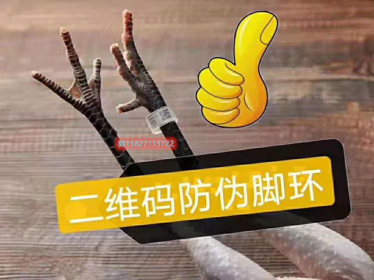 新疆溯源雞腳環二維碼可追溯腳環生產商