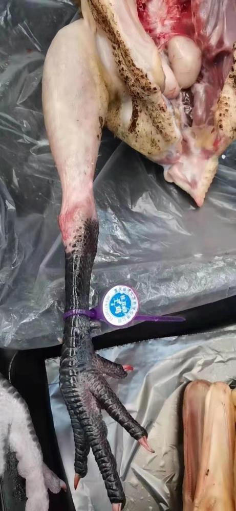 蘇州金禾通二維碼的家禽屠宰上市全程追溯腳環(huán)系統(tǒng)