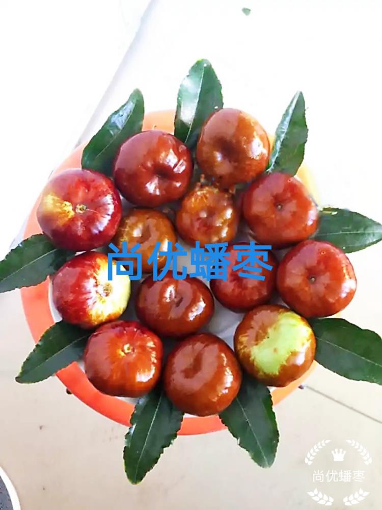 蟠棗的發源地