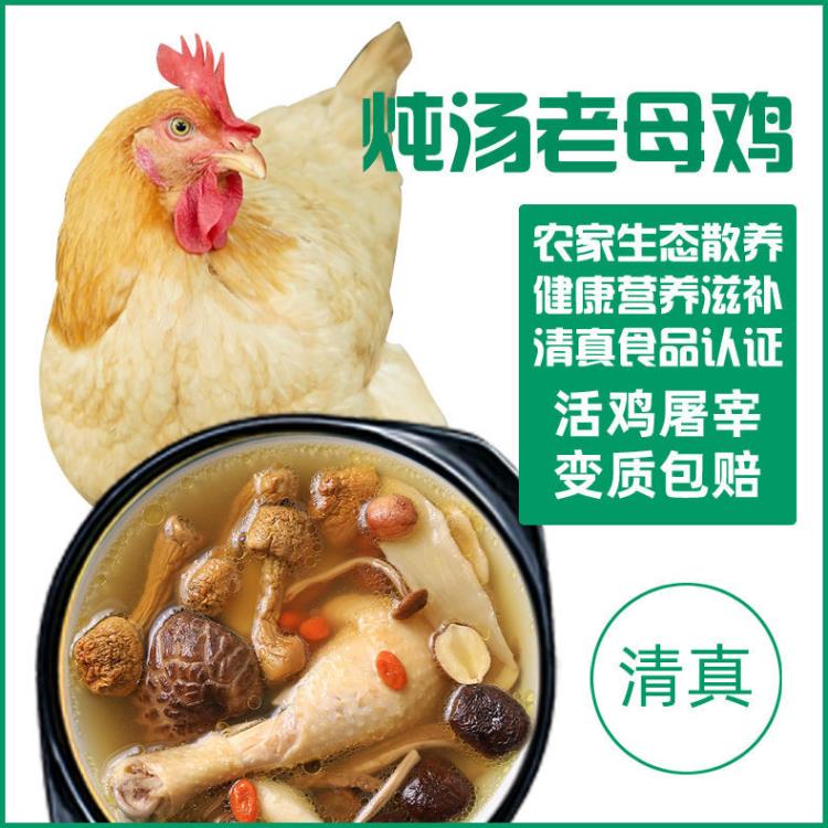 山東鴻月老母雞生產(chǎn)廠家 三黃雞批發(fā) 支持電商供貨一件代發(fā) 報