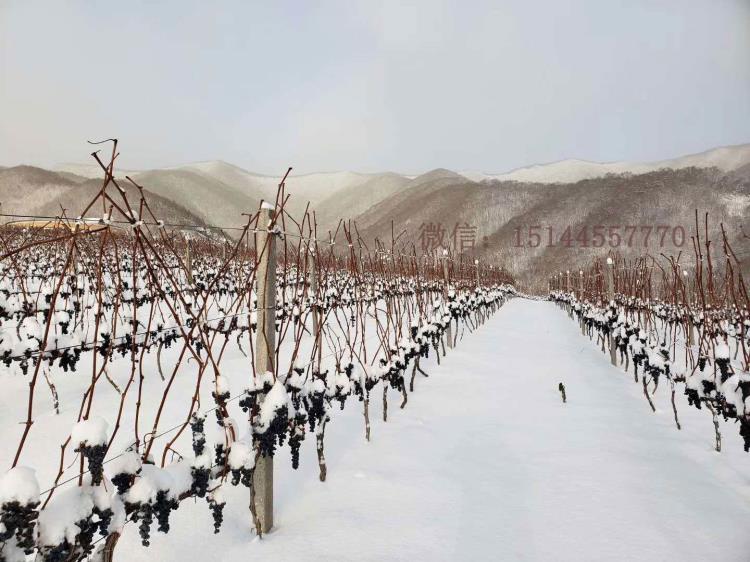 北冰紅葡萄苗 集安冰葡萄苗 生財有道吉林集安冰雪葡萄苗