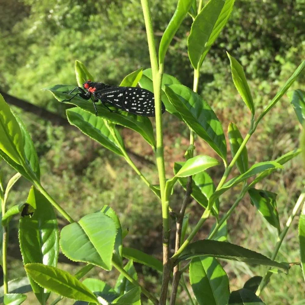 安溪茶叶批发市场树章白茶源头批发