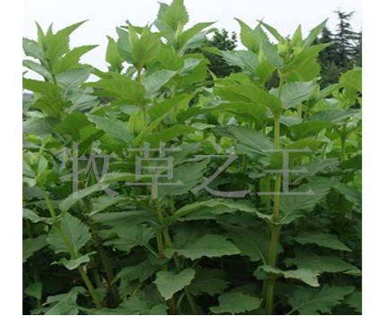 牧草种子串叶松香草种子批发 特菜种子