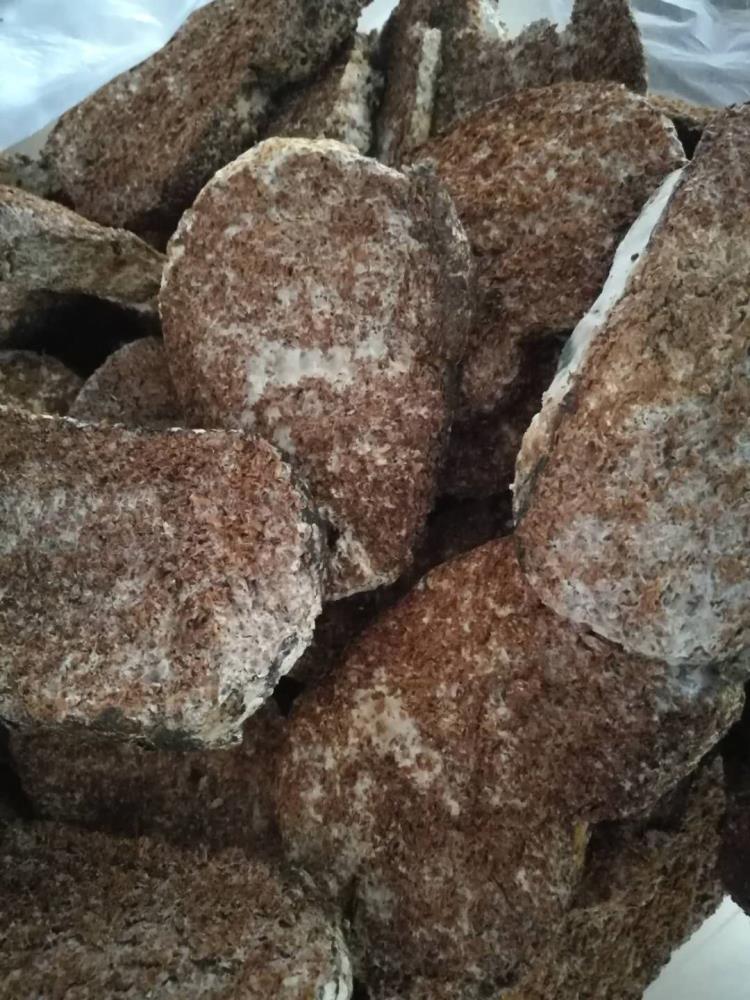 猴头菌丝体猴头菌块