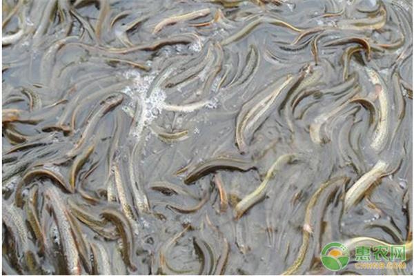 湖北漁添下水產有限公司泥鰍養殖