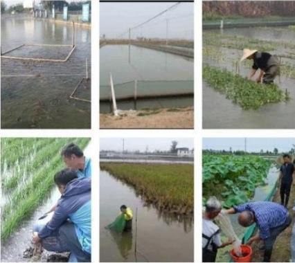 湖北漁添下水產有限公司漁添下10號泥鰍養殖現在養泥鰍么