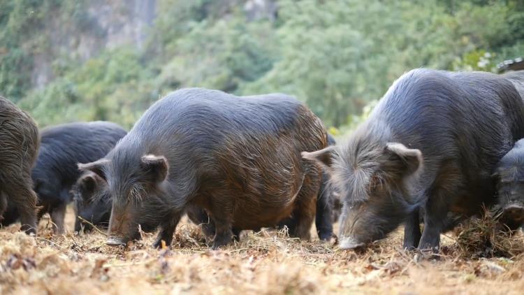 全国广东深圳广州广西藏香猪生态养殖销售深加工供应商