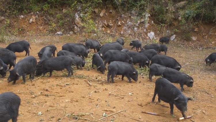 广东深圳广州藏香猪销售深加工高端食材