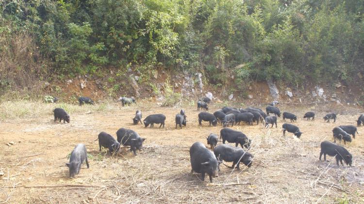 广东深圳广州藏香猪销售深加工高端食材