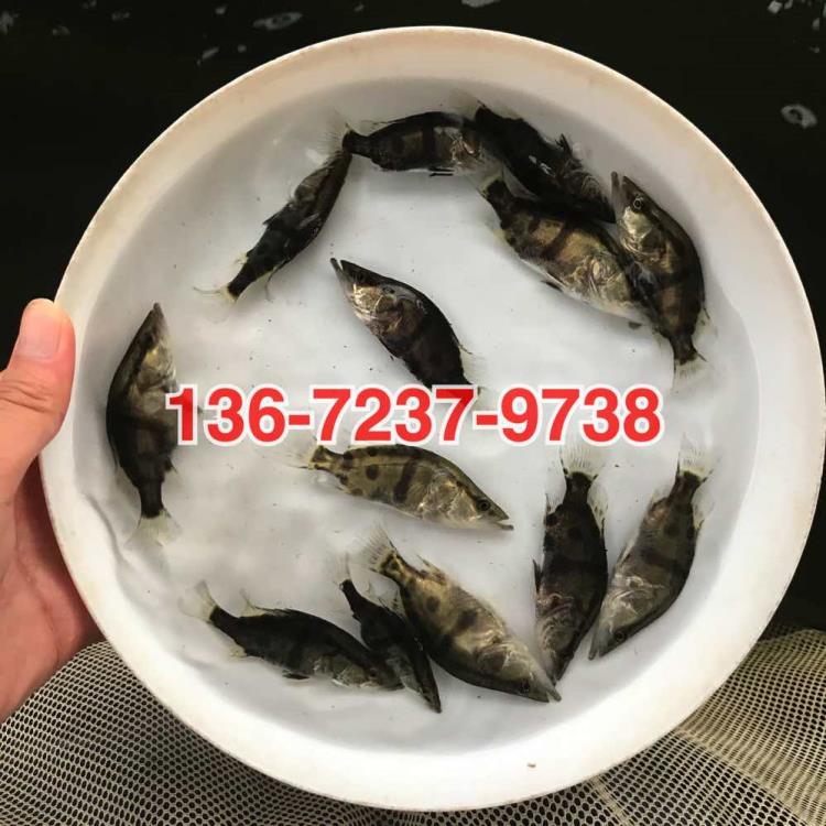 桂花魚苗批發(fā)價(jià)格鱖魚苗出售