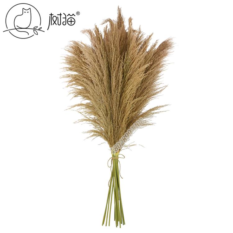 樹貓110cm真蘆葦干花帶穗自然蒲葦婚慶布置花藝擺件室內花束