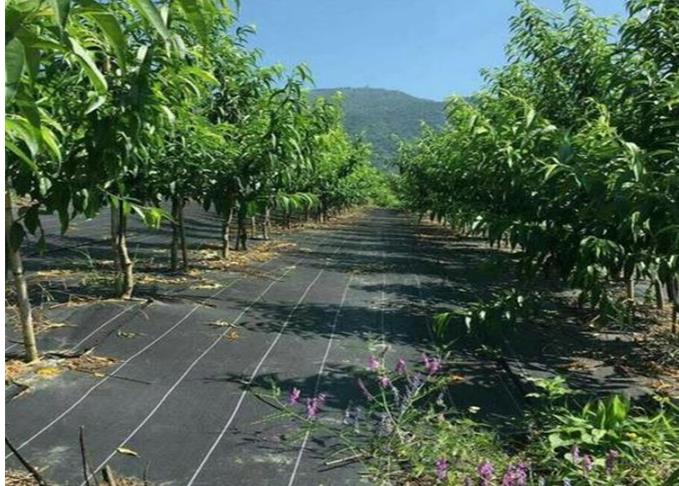 温室蔬菜大棚防草地布除草效果好